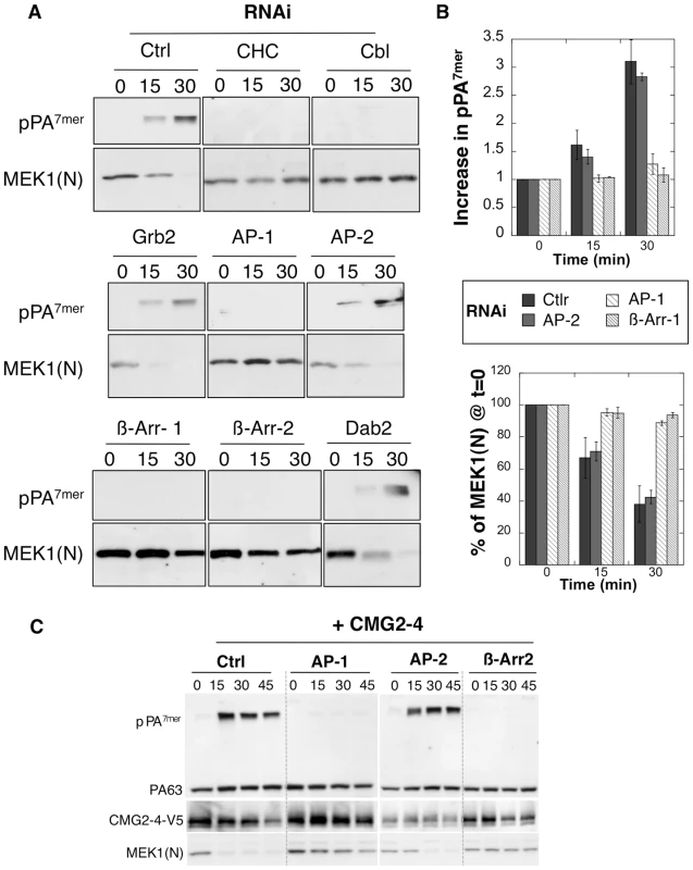 Endocytosis of PA is β-arrestin and AP-1 dependent.