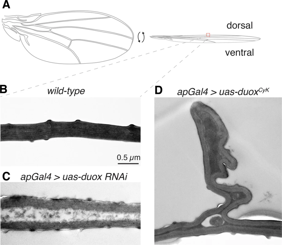 Duox is required for the adhesion and bonding of the dorsal and ventral wing cuticle panel.