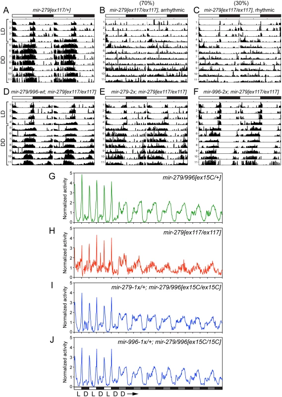 Both miR-279 and miR-996 contribute to maintenance of circadian rhythm.
