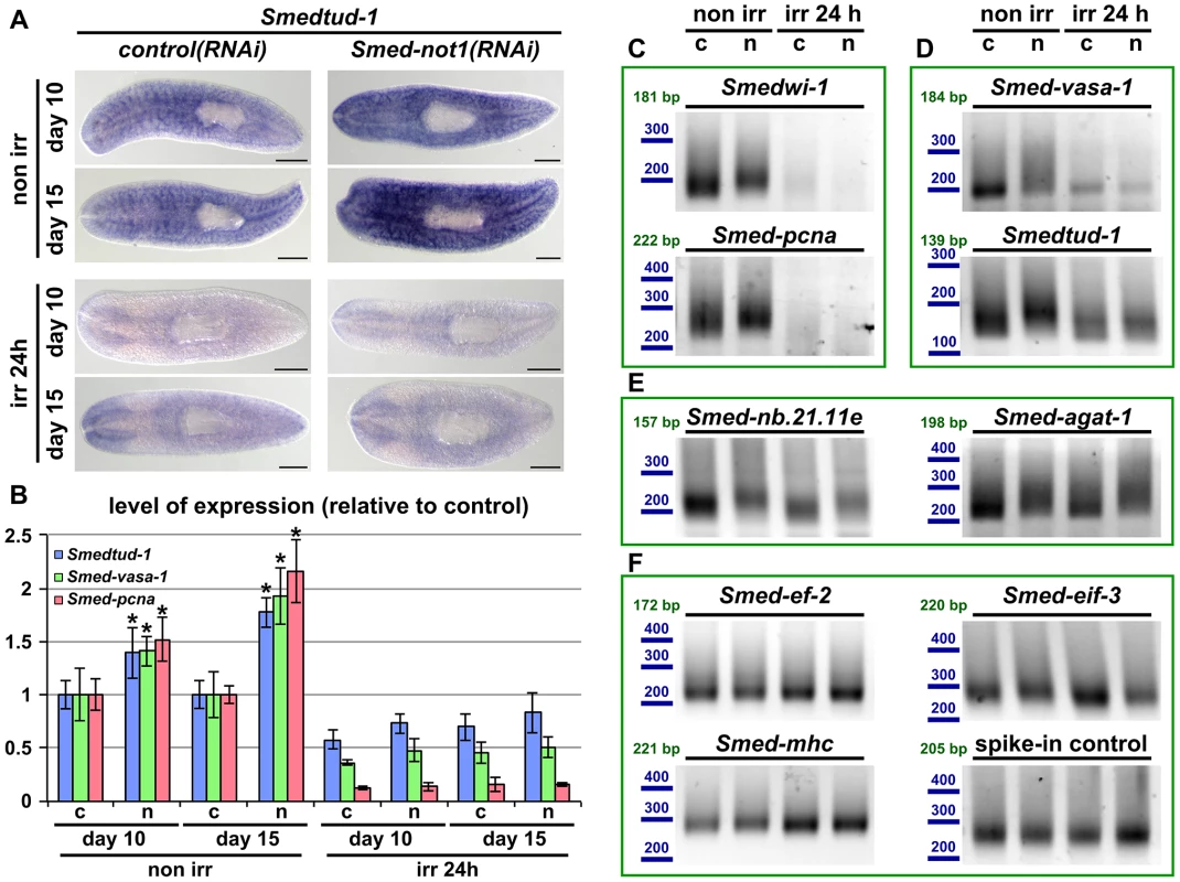 Increased levels of neoblast transcripts and their increased frequency of long poly(A) tails are irradiation sensitive.