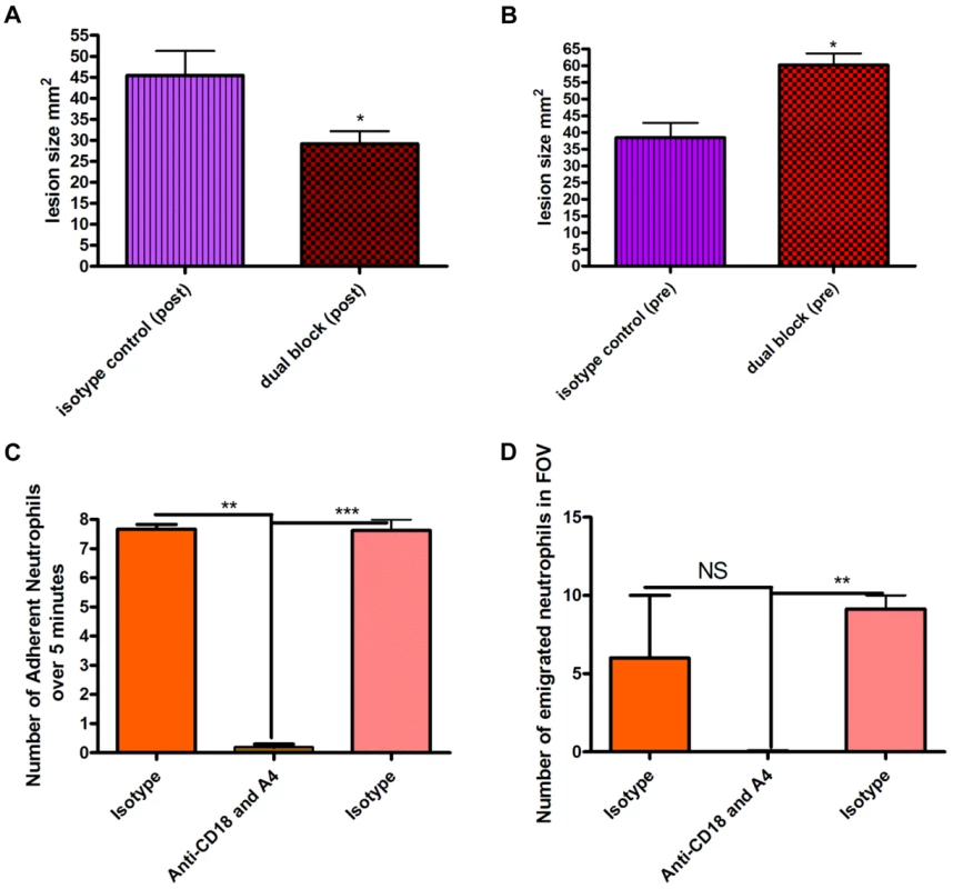 Effect of blocking antibodies on lesion formation 48 hours after bead injection.