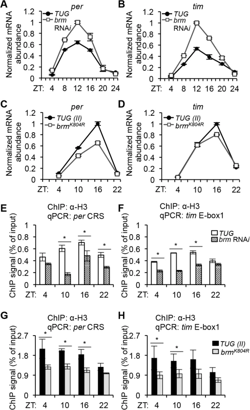 <i>Brahma</i> regulates nucleosome occupancy and transcriptional output at <i>per</i> and <i>tim</i> promoters.
