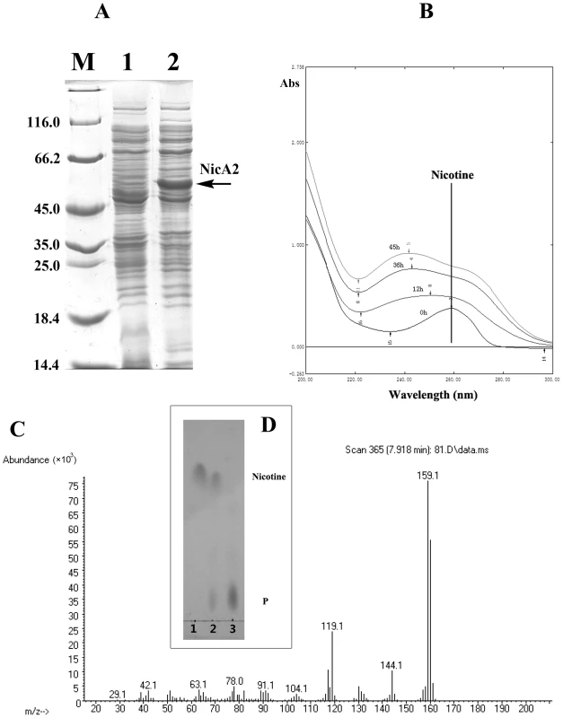 Characterzation of NicA2.