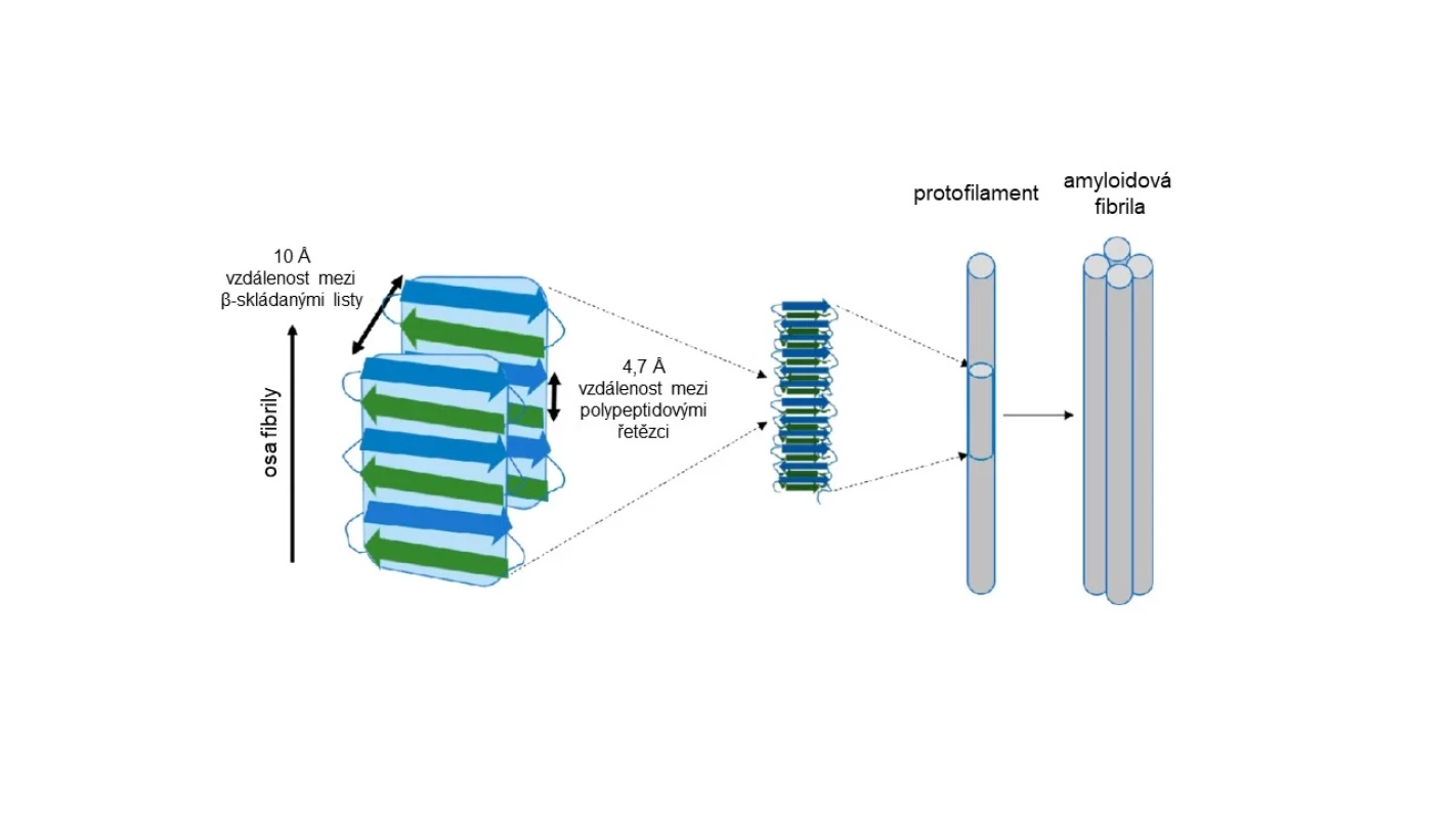 Structure of amyloid fibril (adapted from: 2)