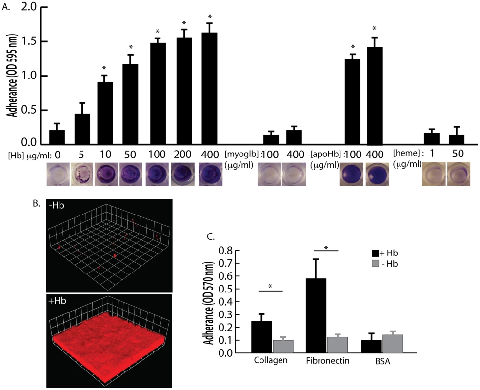 The effect of hemoglobin on <i>S. aureus</i> surface colonization.