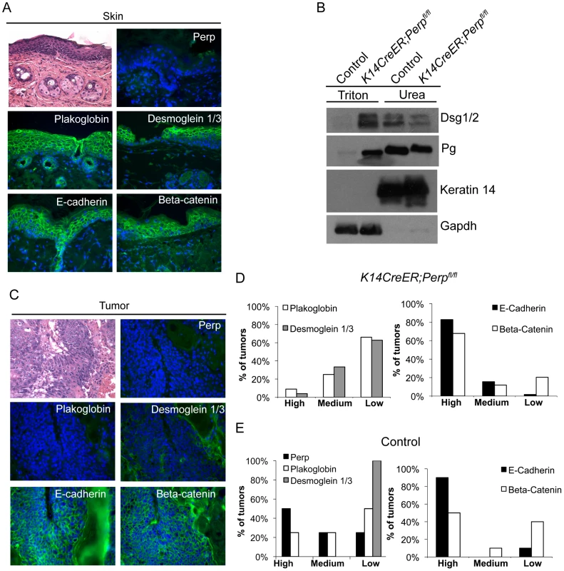 Adhesion junction analysis in tumors from <i>K14CreER;Perp<sup>fl/fl</sup></i> and control mice.
