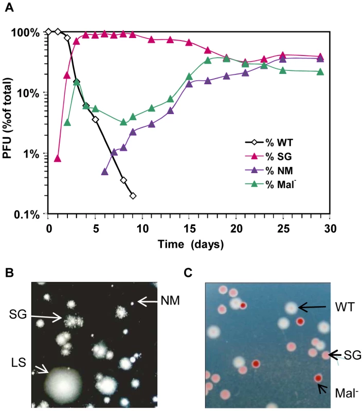 Rapid diversification occurs during gut colonization.