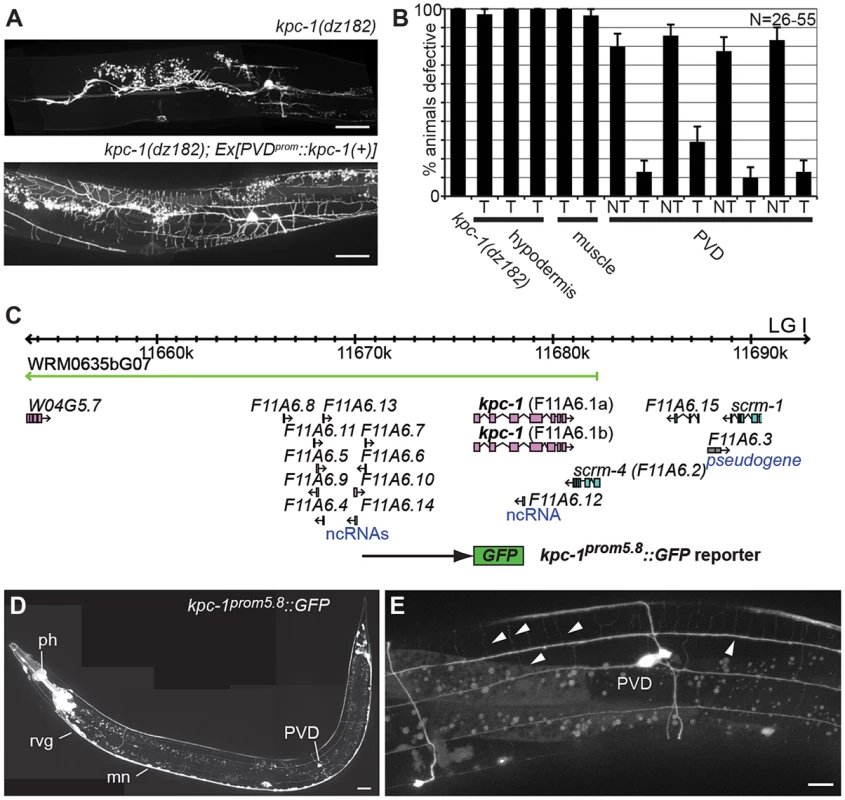 KPC-1 functions in PVD to shape dendritic arbors.