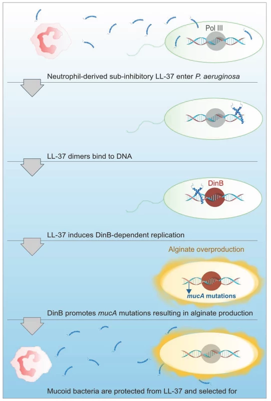 Proposed model of LL-37 induced mutagenesis.