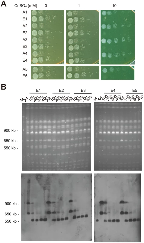 Rearranged chromosomes revert back to wild-type-like chromosomes in laboratory evolution experiments.