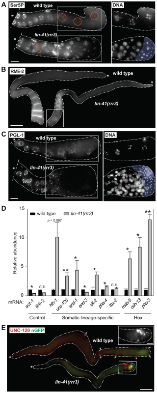 Cells in the proximal regions of <i>lin-41</i> gonads lose germline characteristics and differentiate into somatic cells, forming a teratoma.
