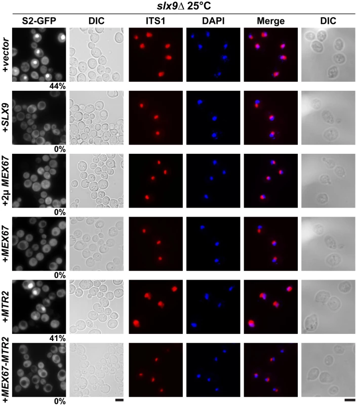 Over-expression of Mex67-Mtr2 rescues nucleoplasmic accumulation of pre40S subunits.