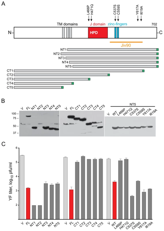 Mutagenesis of DNAJC14.