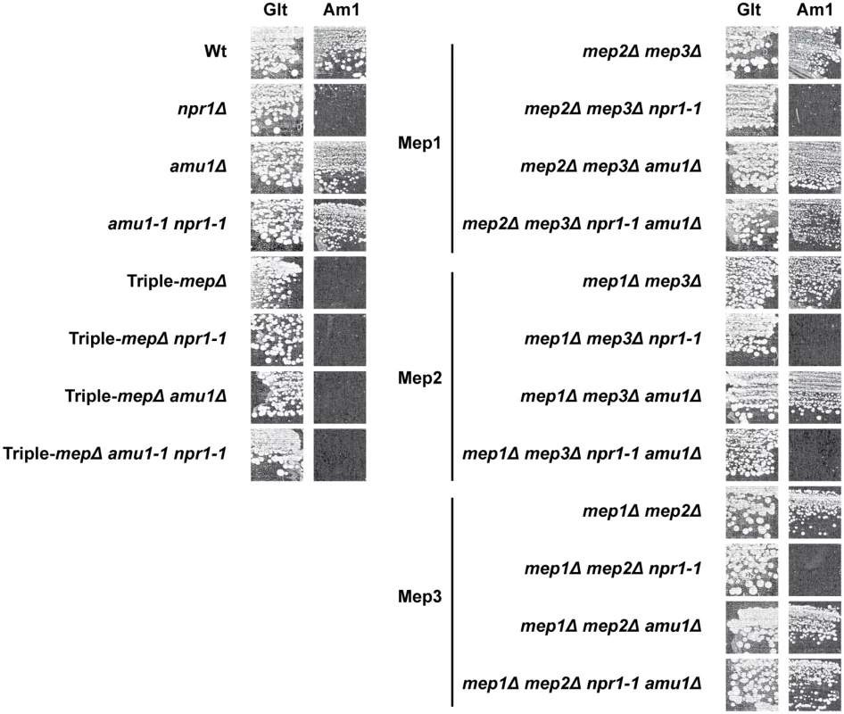 The <i>amu1</i> mutation restores the function of Mep1 and Mep3 in the absence of the Npr1 kinase.