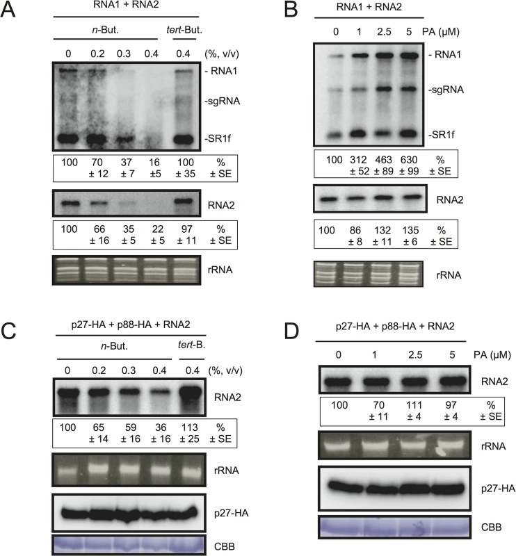 The effects of <i>n</i>-butanol and exogenously supplied PA on RCNMV RNA replication in <i>N</i>. <i>benthamiana</i> protoplasts.