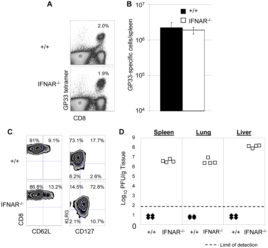 Secondary expansion of GP33-specific CD8<sup>+</sup> T cells and viral control in +/+ and IFNAR<sup>−/−</sup> mice.