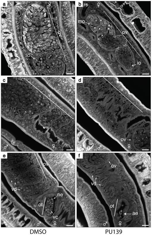HAT inhibition compromises the reproductive system of female worms.