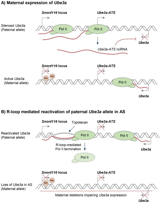 Potential R-loop-based therapeutic approach in Angelman Syndrome (AS).