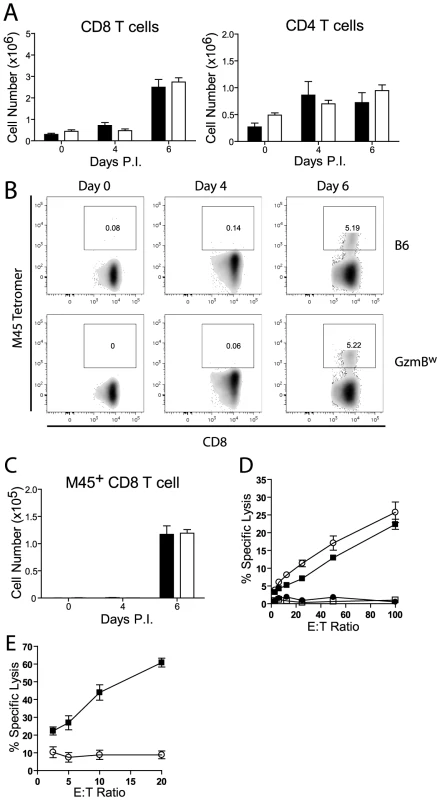 GzmB<sup>W/W</sup> CD8 T cells are unable to lyse MCMV infected cells.