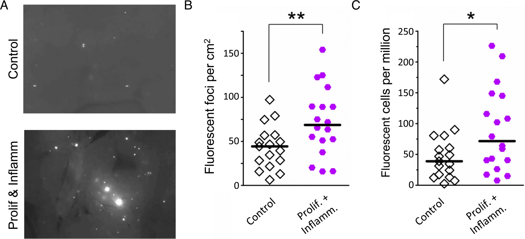 Simultaneous inflammation and cell proliferation induces HR in the pancreas.