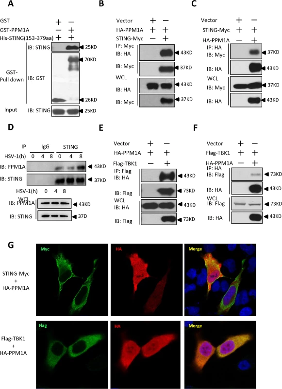 Identification of PPM1A as a protein that interacts with STING.