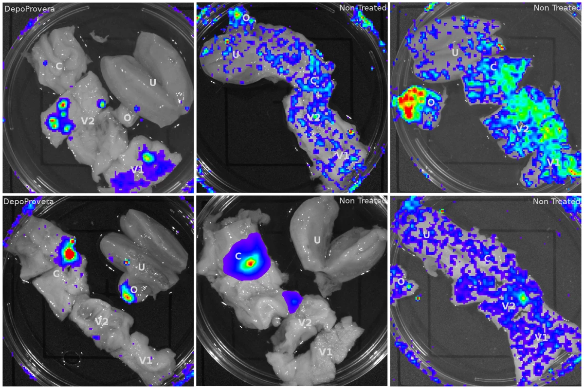 Luciferase reporter expression throughout the female reproductive tract in VSV-G pseudotyped vector inoculated Rhesus Macaques.