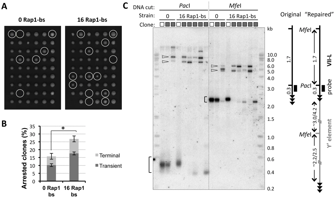 Clones derived from transiently arrested cells exhibit VII-L end rearrangement consistent with Y′ element translocation.