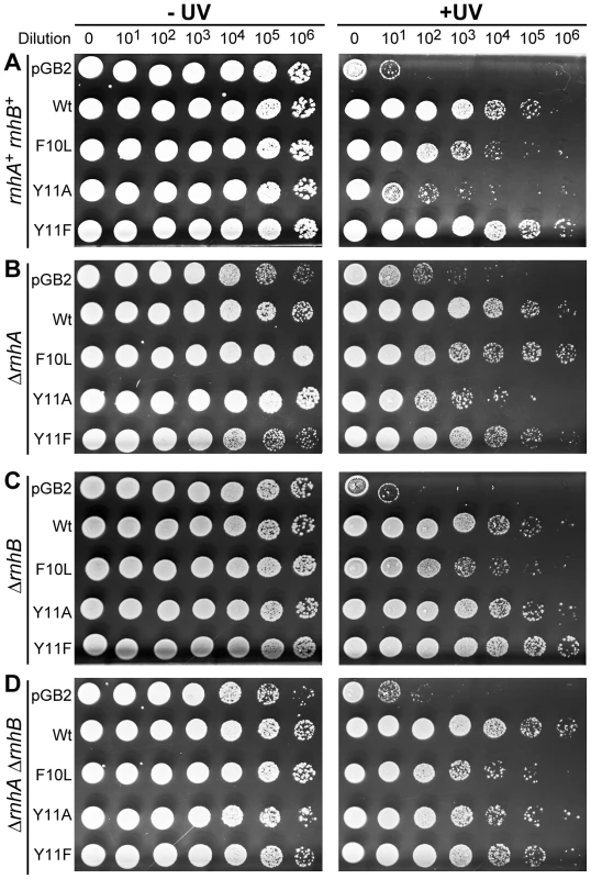 Effect of Δ<i>rnhA</i> and Δ<i>rnhB</i> on UV survival of <i>recA730 lexA</i>(Def) Δ<i>umuDC</i> Δ<i>dinB</i> strains expressing pol V variants.