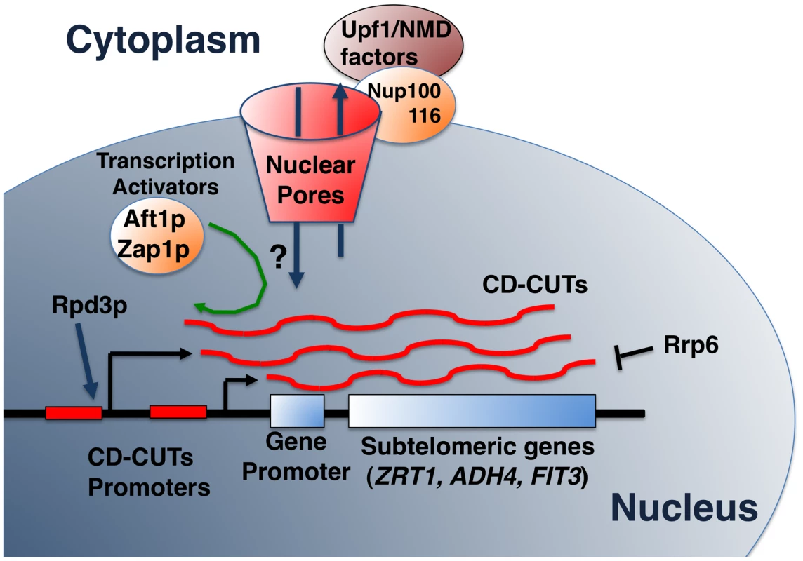 Model of biogenesis, action, and degradation of CD-CUTs.