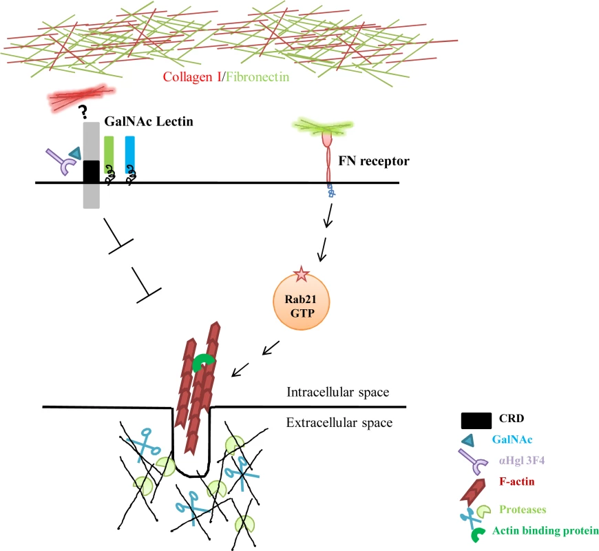Schematic representation of regulation of amoebic actin dots.