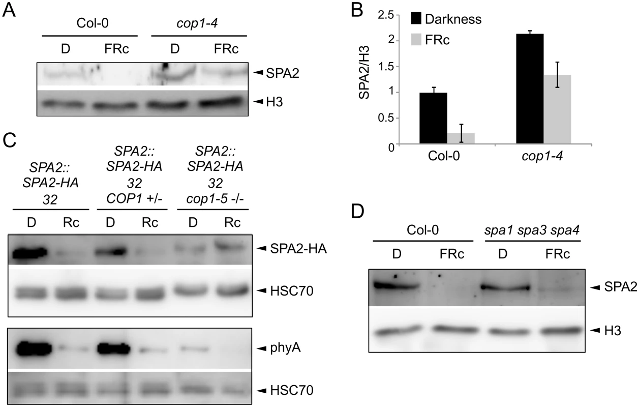 COP1 is required for SPA2 degradation in the light.