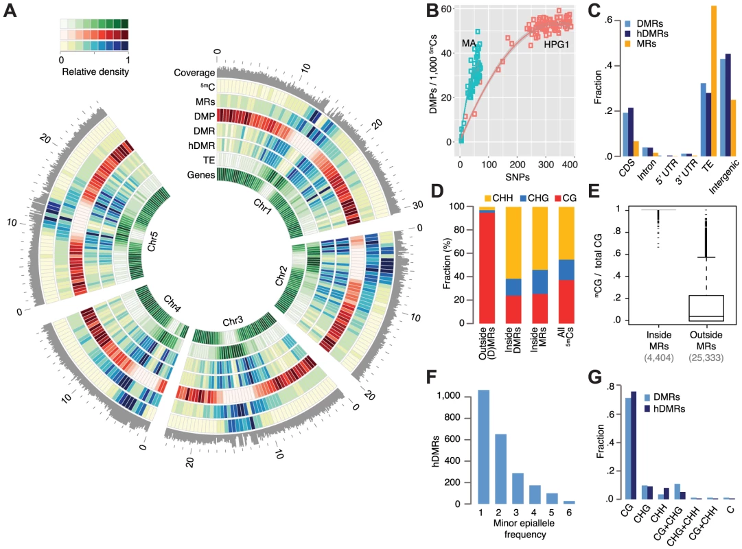 Epigenetic variation in a nearly isogenic population.