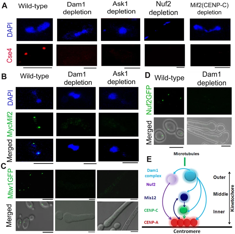 The process of kinetochore assembly is interdependent and coordinated in <i>C. albicans</i>.