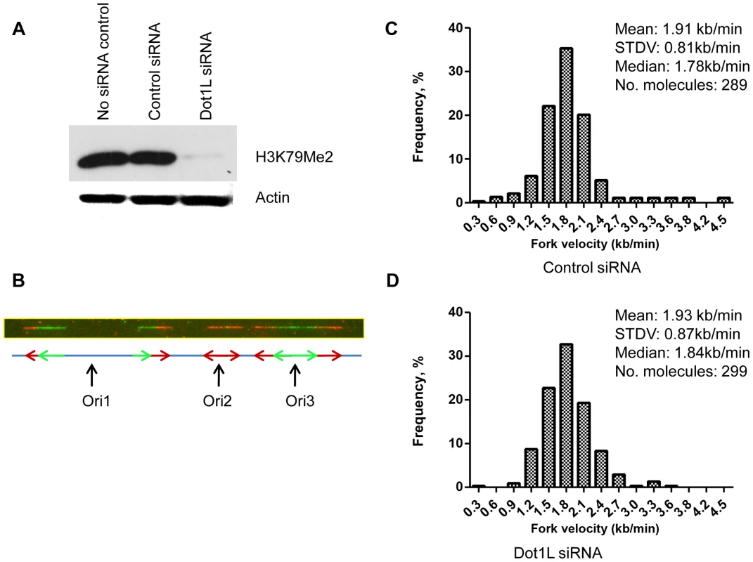 Depletion of H3K79 methyltransferase <i>DOT1</i>L does not change replication elongation and initiation rates.