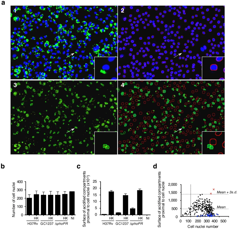 Phenotypic cell-based genetic screen.