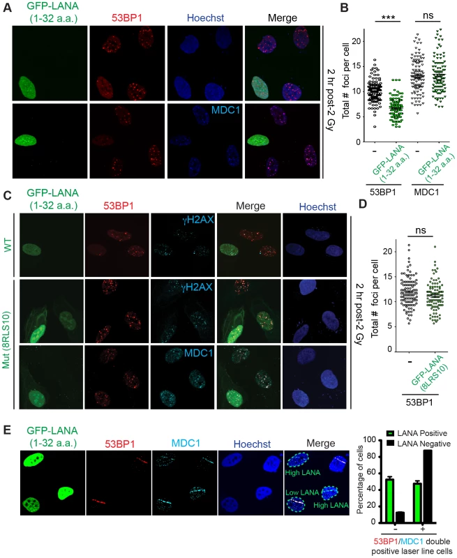 The nucleosome acidic patch is required <i>in vivo</i> for the DDR in human cells.