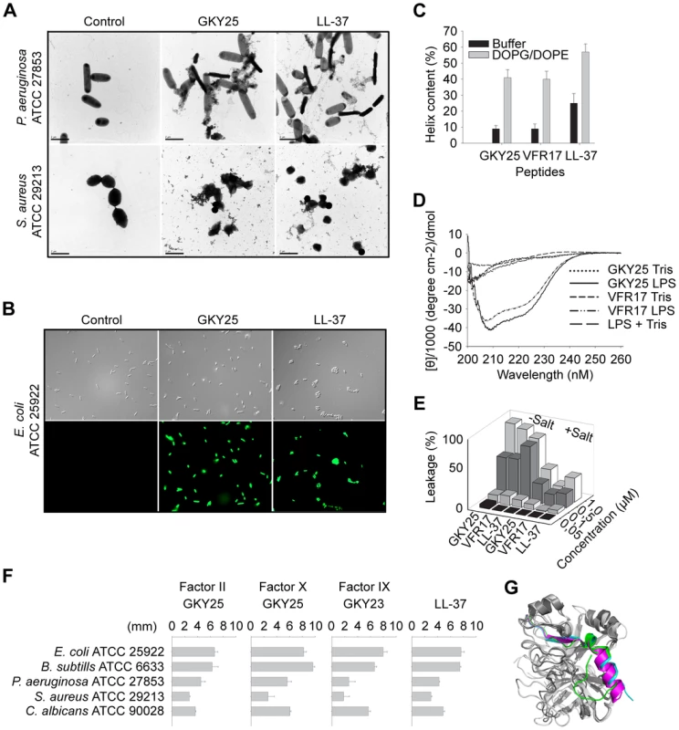 Mode of action of thrombin-derived C-terminal peptides.