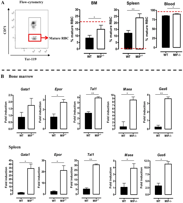 MIF deficiency correlates with restored/enhanced erythropoiesis during <i>T. brucei</i> infection.