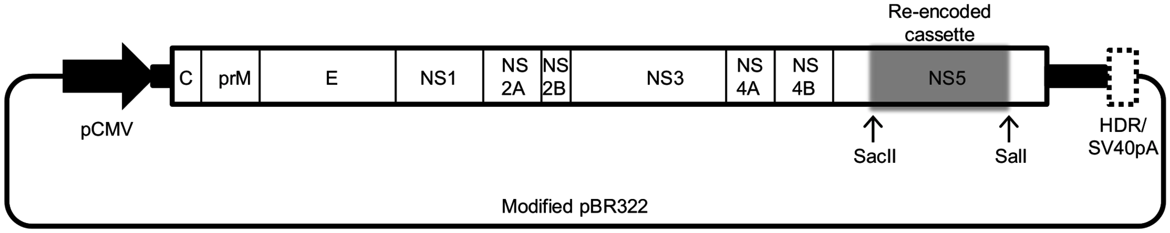 Schematic representation of the cloning vector pTBEV-32.11 ic (WT_IC).