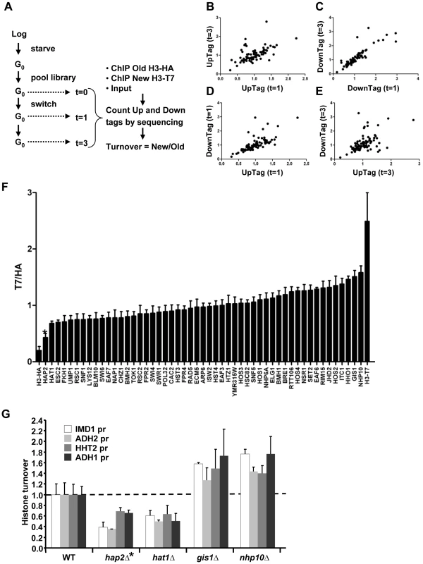 Epi-ID can identify histone turnover mutants.