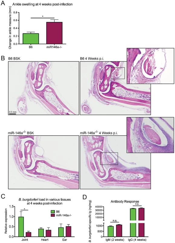 B6 miR-146a<sup>−/−</sup> mice develop more severe arthritis at 4 weeks post-infection independent of bacterial burden.