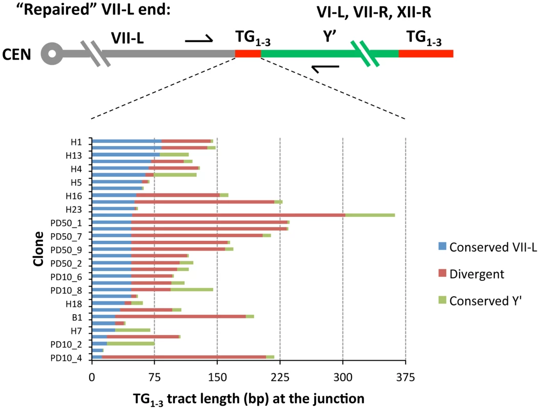 Sequence divergence within internal TG<sub>1–3</sub> repeat tracts of the clones resulted from Y′ element translocation on the shortened VII-L end.