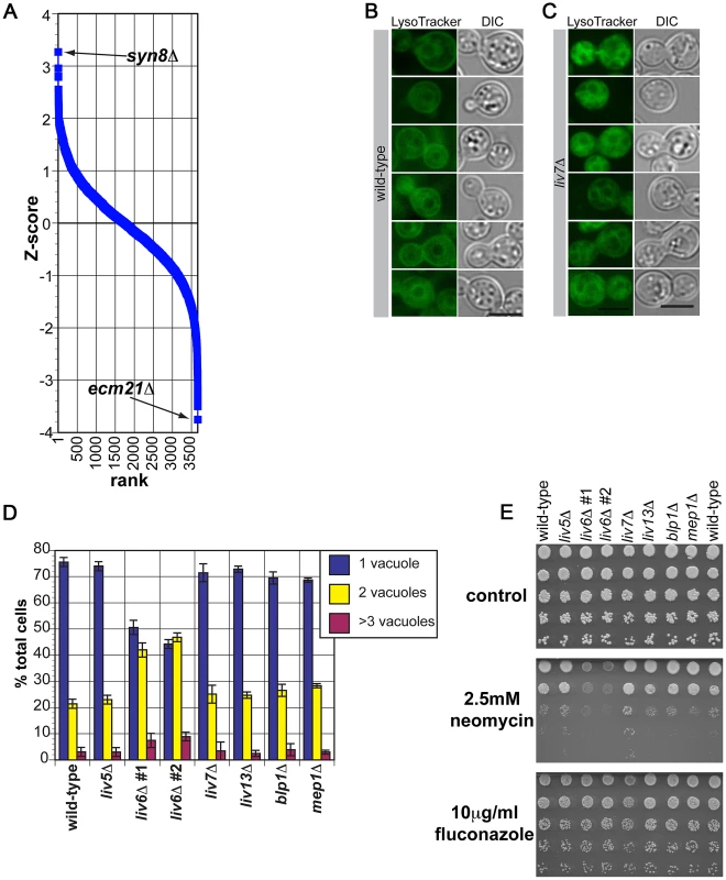 Phenotypes of <i>C. neoformans liv6</i>Δ cells are consistent with the endosomal function predicted by cross-species genetic interaction mapping.