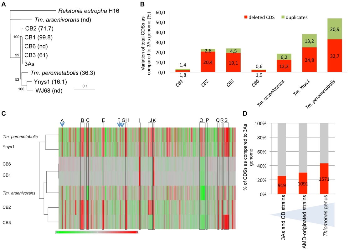 Genomic diversity among <i>Thiomonas</i> strains.