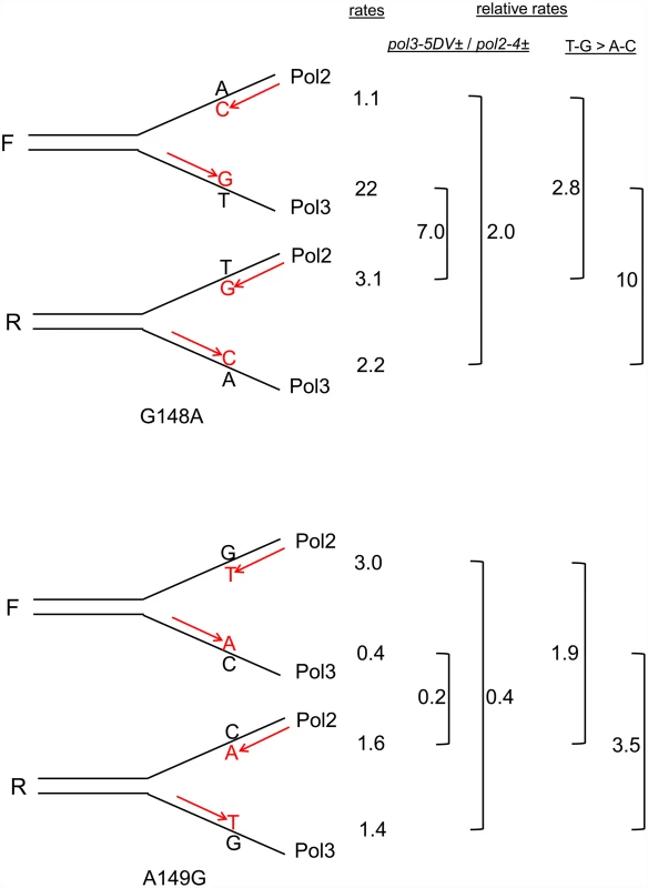 Reversion rates and expected mismatches in heterozygous proofreading-defective <i>trp5-G148A</i> and <i>trp5-A149G</i> strains.