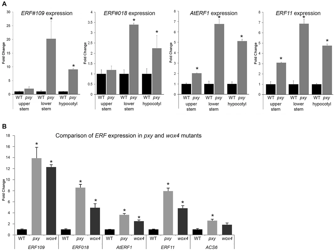 Expression of <i>ERF</i> transcription factors in Col, <i>pxy</i>, and <i>wox4</i> mutants.