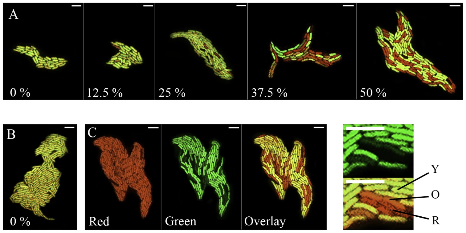 Confocal monitoring of fluorescence from PPHGI-1::eGFP in <i>P. syringae</i> pv. <i>phaseolicola in vitro.</i>