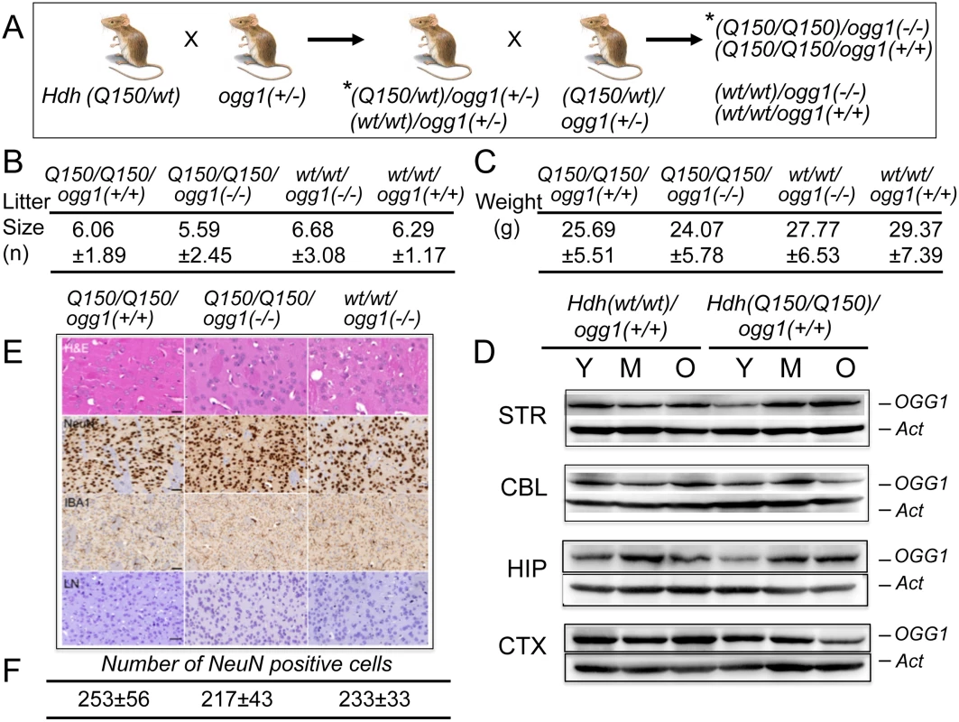 <i>Hdh(Q150/Q150)/ogg1(+/+)</i> and <i>Hdh(Q150/Q150)/ogg1(-/-)</i> animals are similar by physiological criteria.