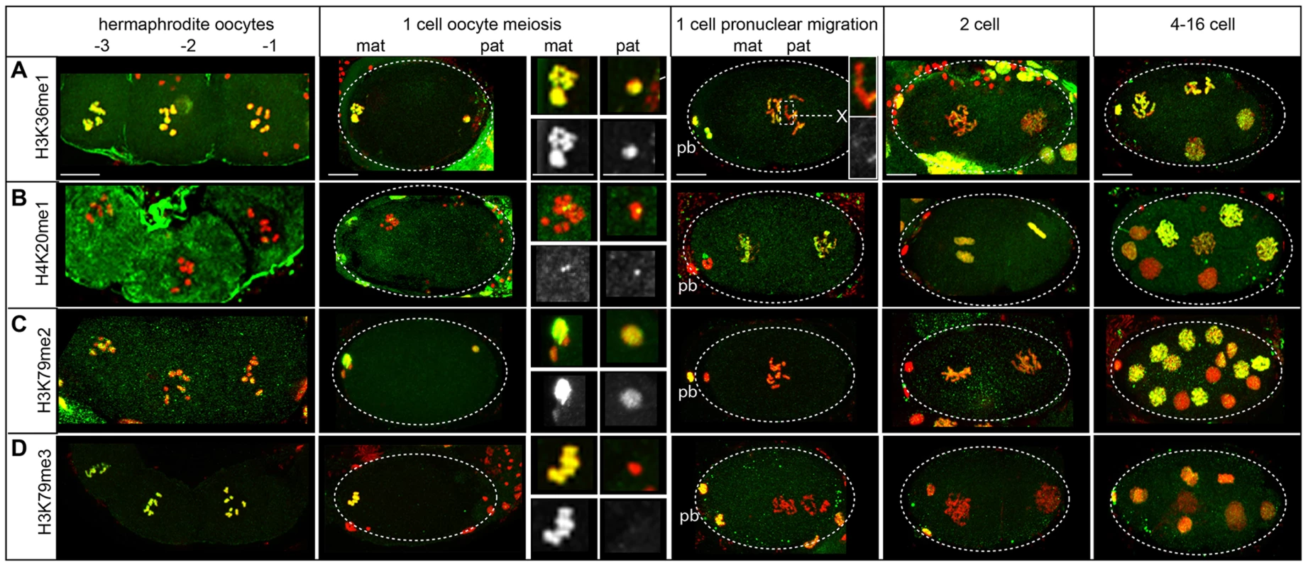 Histone methylation dynamics on the paternal and maternal chromatin in the embryo.