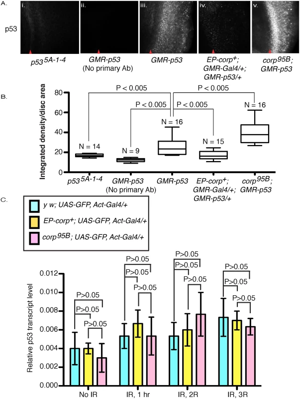 Corp negatively regulates P53 levels and acts similarly to Mdm2.